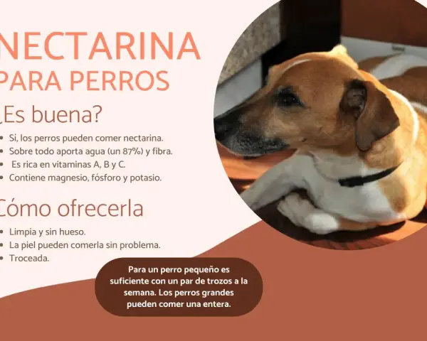 Un perro mira atentamente una nectarina. El texto indica que los perros pueden comer nectarina, aportando agua, fibra y vitaminas.