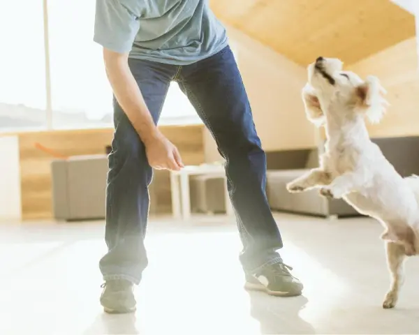 Mi perro me salta encima y me muerde los tobillos jugando.
