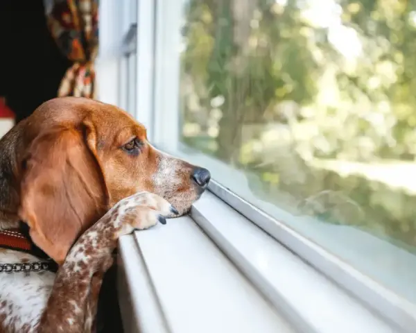 Un perro con orejas largas mira por la ventana, con la pata apoyada en el alféizar. Parece que mi perro quiere volver a casa.