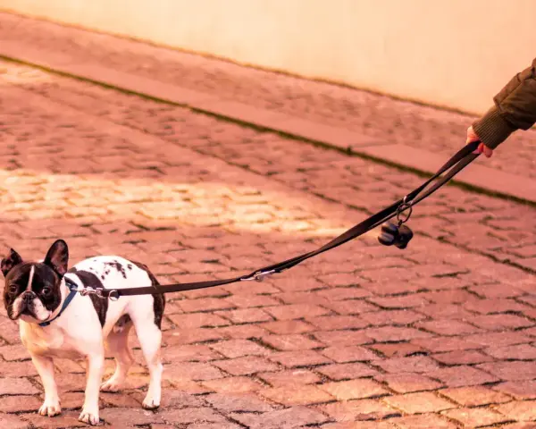 Mi perro se queda parado en la calle, un bulldog francés blanco y negro, con su correa sujeta por una mano.
