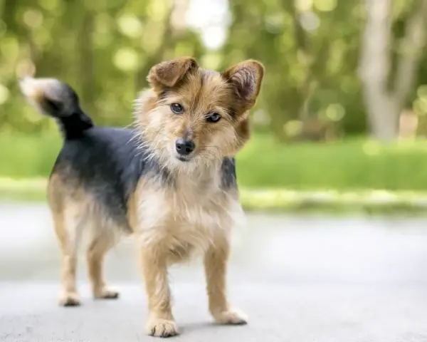 Perro de tamaño mediano, pelaje marrón y negro, con orejas puntiagudas. Sus posturas de perros significado pueden variar, pero esta parece curiosa.
