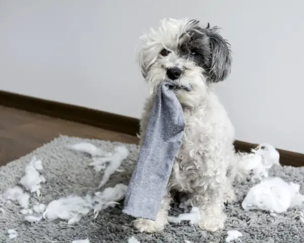 Perro blanco y gris con un calcetín en la boca, sentado sobre una alfombra llena de relleno. ¡Mi perro muerde todo!