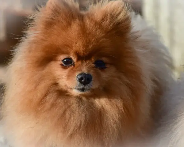 Un adorable Pomerania de pelaje naranja y blanco, mostrando la variedad de pomerania tipos.