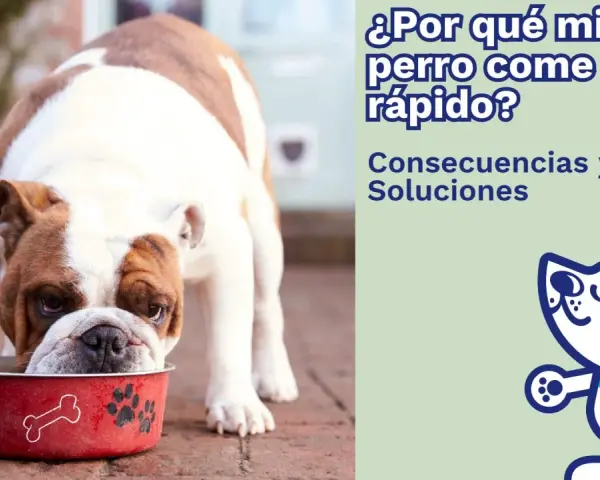 Un bulldog inglés come su comida muy rápido de un cuenco rojo. El texto pregunta: "¿Por qué mi perro come tan rápido?".