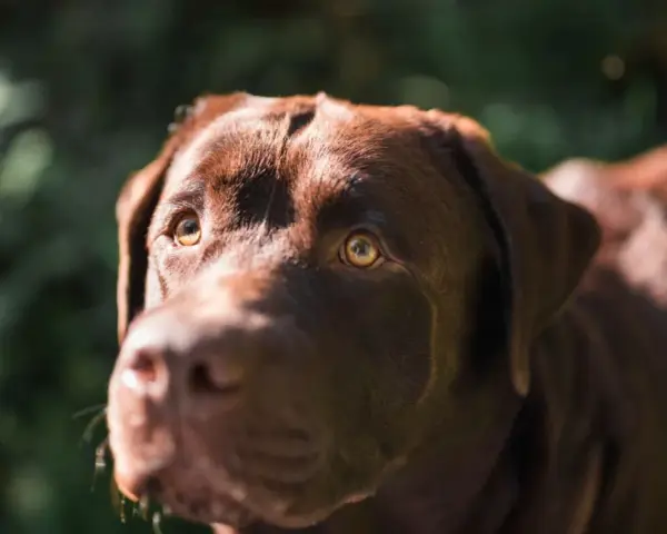 Primer plano de un labrador chocolate con ojos brillantes, preguntándose porque mi perro me mira cuando paseamos.