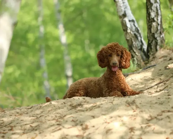 Un bernedoodle mini de pelaje rizado y color canela descansa en una duna de arena, rodeado de árboles y follaje verde.