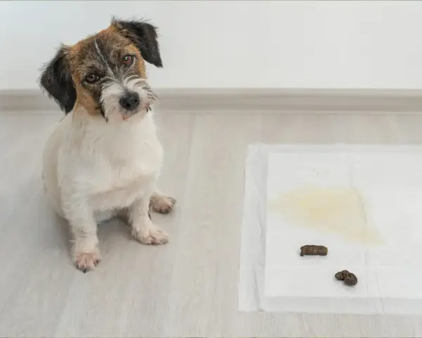 Perro sentado junto a una alfombrilla de entrenamiento con excrementos y orina. Un paso más para enseñar a un perro a hacer sus necesidades.