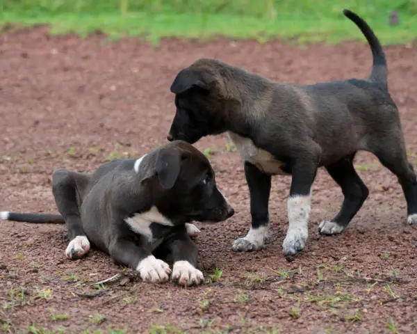 Dos cachorros interactúan en el suelo. Uno está acostado, el otro de pie. A veces, mi perro no mueve la cola cuando lo acaricio, pero estos cachorros parecen curiosos.