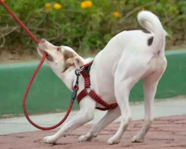 Mi cachorro no quiere salir a la calle. Se aferra a la correa con sus dientes, ¡parece que prefiere quedarse en casa!