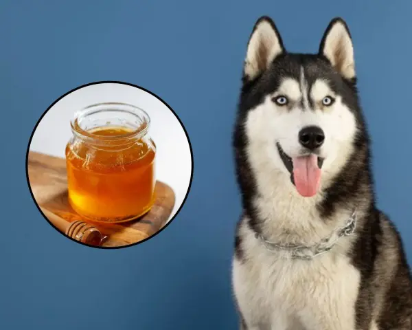 Husky con ojos azules sonriendo, junto a un tarro de miel. ¿Sabías que los perros pueden comer miel?