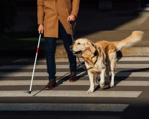 Un hombre con bastón blanco y un perro guía cruzan la calle. Los perros ciegos sufren, pero este perro ayuda a su dueño a navegar el mundo.