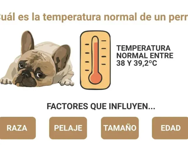 Un perro francés descansa, con un termómetro que indica la temperatura normal de 38-39.2°C. Ideal para el verano.
