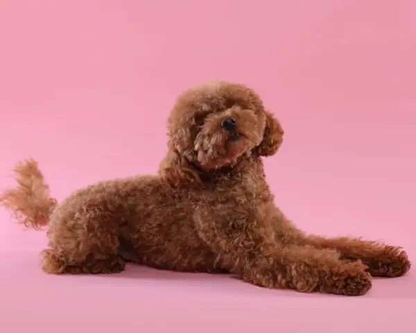 Caniche marrón con pelo rizado, un ejemplo de los tipos de caniches tamaños, posando sobre fondo rosa.
