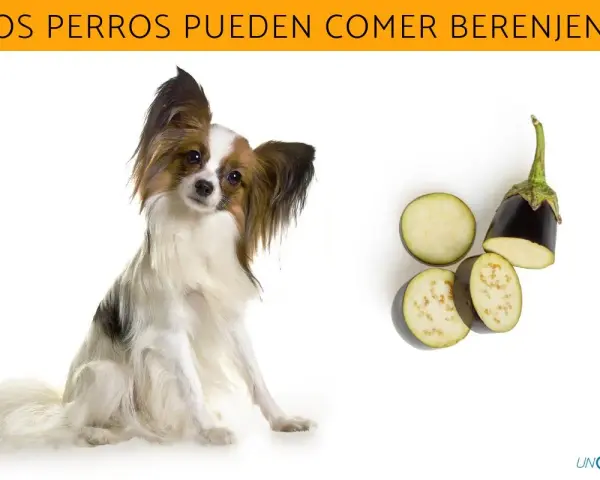 Un perro adorable mira atentamente mientras se presentan rodajas de berenjena, sugiriendo que los perros pueden comer berenjena.