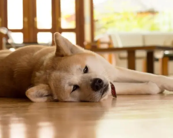 Mi perro no puede andar de repente. Este Akita descansa en el suelo, con la cabeza apoyada en sus patas delanteras.