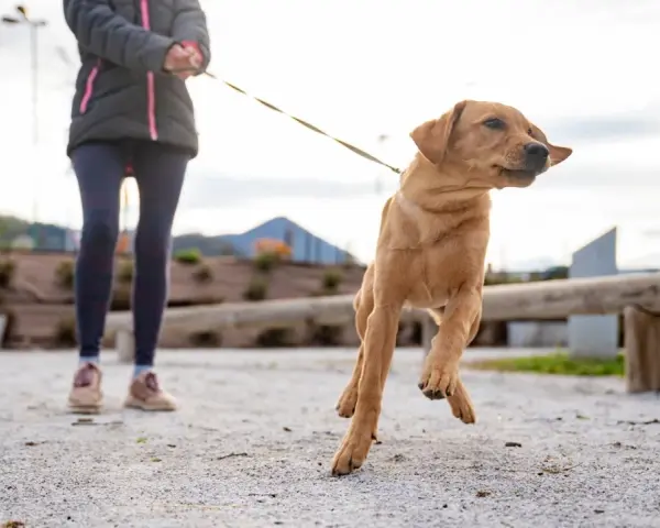 Un perro tira de la correa con entusiasmo, saltando en el aire mientras su dueño lo sujeta.