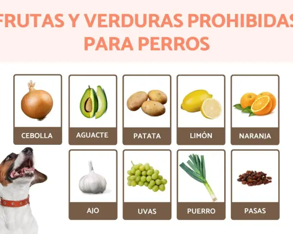 Lista de frutas y verduras prohibidas para perros: cebolla, aguacate, patata, limón, naranja, ajo, uvas, puerro y pasas.