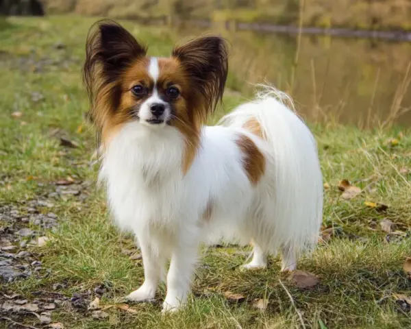 Un adorable papillon perro, con sus orejas grandes y peludas, posa en un prado verde cerca de un estanque.