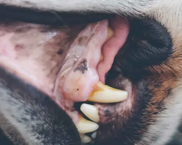 Boca de perro con encías blancas y rosadas, mostrando dientes amarillentos y una pequeña mancha oscura.