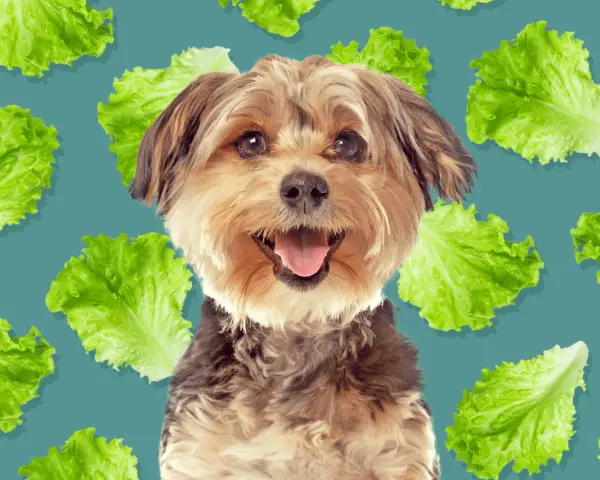 Un perro feliz rodeado de hojas de lechuga, demostrando que los perros pueden comer lechuga.
