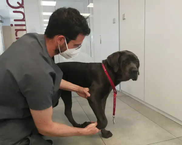 Veterinario examina a un perro grande que cojea de una pata delantera. El perro tiene un collar rojo.