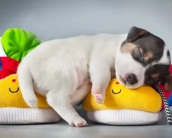 Un tierno cachorro duerme plácidamente sobre unos zapatitos amarillos con caritas sonrientes. Parece que mi perro no quiere comer y solo quiere dormir.