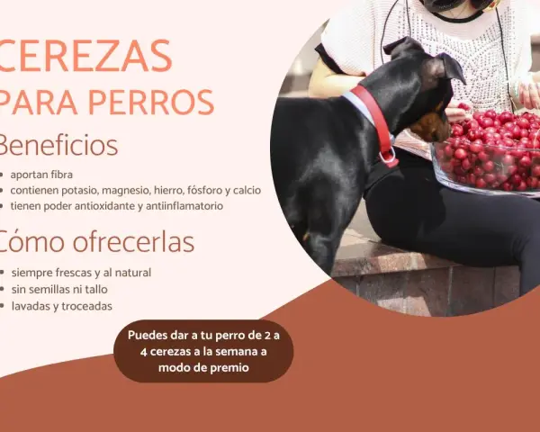 Un perro negro mira un tazón de cerezas. Los perros pueden comer cerezas sin semilla, un snack saludable.