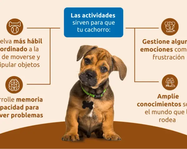 Cachorro adorable aprende con actividades: mejora coordinación, memoria, manejo de emociones y conocimiento del entorno.
