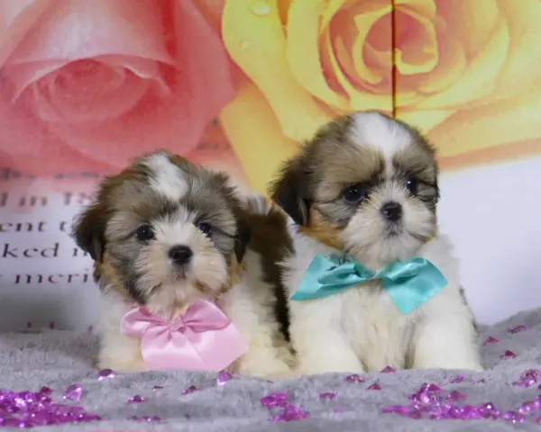 Dos adorables cachorros de perro shih tzu, uno con un lazo rosa y otro con uno turquesa, posan sobre un fondo floral.