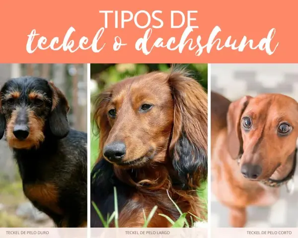 Tres tipos de teckel: pelo duro, pelo largo y pelo corto, cada uno con su encanto único.