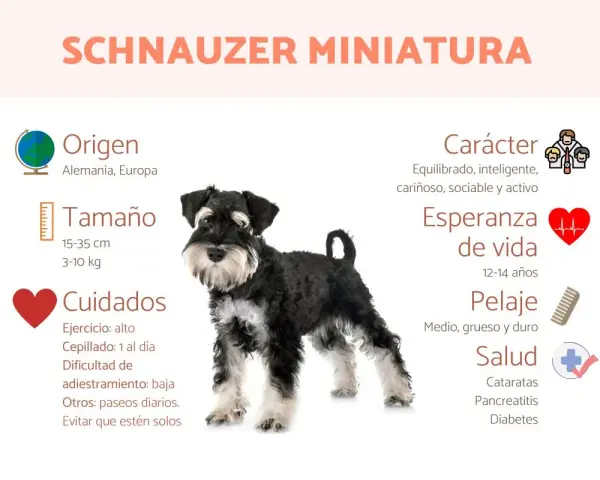 Schnauzer miniatura: carácter equilibrado, inteligente y cariñoso. Un perro activo y sociable.