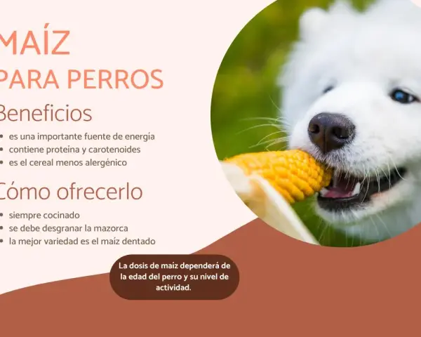 Un perro blanco disfruta de una mazorca de maíz, destacando los beneficios y cómo ofrecer maíz a los perros.