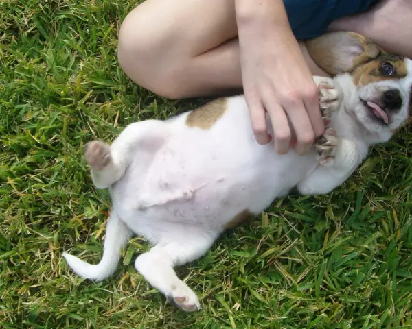Un cachorro adorable con barriga hinchada juega en la hierba.