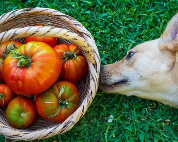Un perro curioso olfatea una cesta llena de tomates rojos y verdes. ¿Sabías que los perros pueden comer tomate?