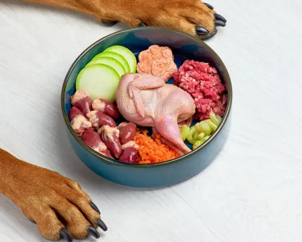 Un tazón azul con ingredientes para comida casera para perros: codorniz, corazones de pollo, carne picada, zanahoria, calabacín y apio. Patas de perro observan.