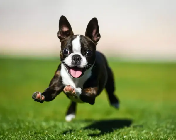 Un Boston Terrier con **zoomies** corre feliz por el césped, con las patas en el aire y la lengua fuera.