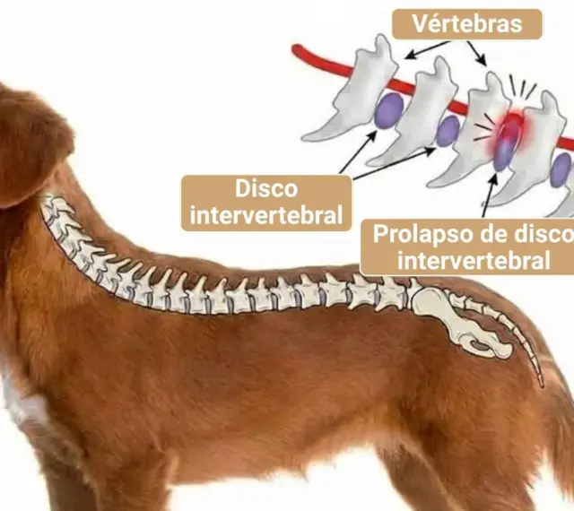 Ilustración de la columna vertebral de un perro, mostrando un disco intervertebral prolapsado. La imagen explica la causa de dolor y la posible decisión de sacrificar perro por hernia discal.