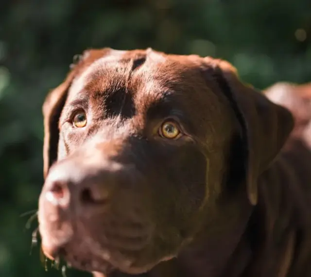 Primer plano de un labrador chocolate con ojos brillantes, preguntándose porque mi perro me mira cuando paseamos.