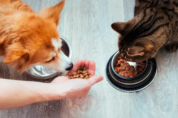 Un perro y un gato comen de sus respectivos cuencos. El perro, de pelaje naranja y blanco, olisquea la mano de una persona que le ofrece comida. El gato, atigrado, se concentra en su cuenco.