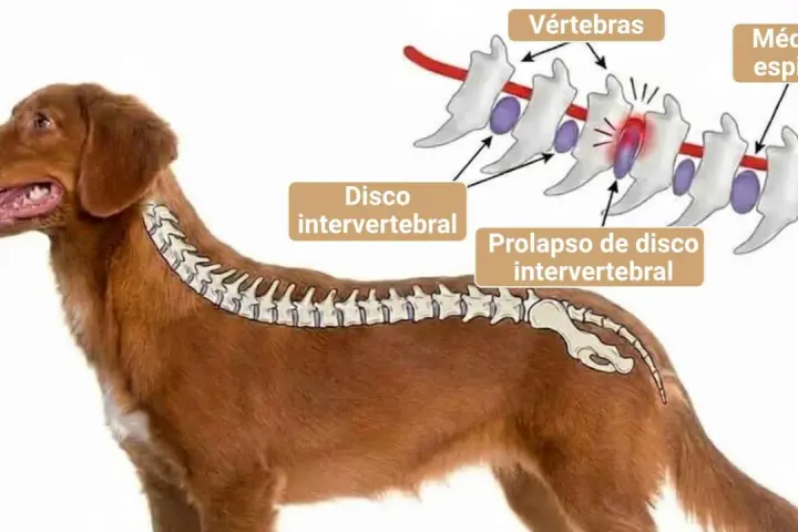 Ilustración de la columna vertebral de un perro, mostrando un disco intervertebral prolapsado. La imagen explica la causa de dolor y la posible decisión de sacrificar perro por hernia discal.