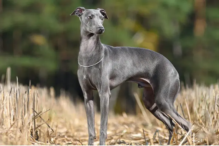 Elegante galgo pequeño de pelaje gris, con un collar de brillantes, posa en un campo de rastrojos con un fondo de árboles.
