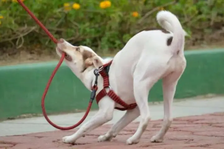 Mi cachorro no quiere salir a la calle. Se aferra a la correa con sus dientes, ¡parece que prefiere quedarse en casa!