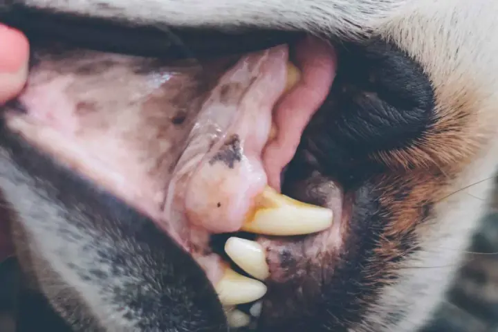 Boca de perro con encías blancas y rosadas, mostrando dientes amarillentos y una pequeña mancha oscura.