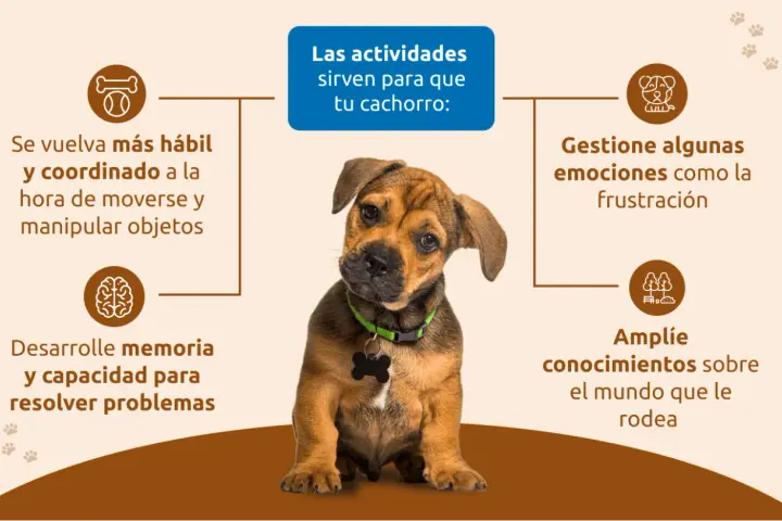 Cachorro adorable aprende con actividades: mejora coordinación, memoria, manejo de emociones y conocimiento del entorno.