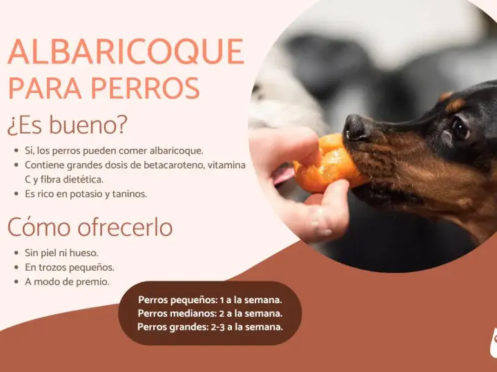 Un perro disfruta de un trozo de albaricoque ofrecido por una mano. Sí, los perros pueden comer albaricoques.