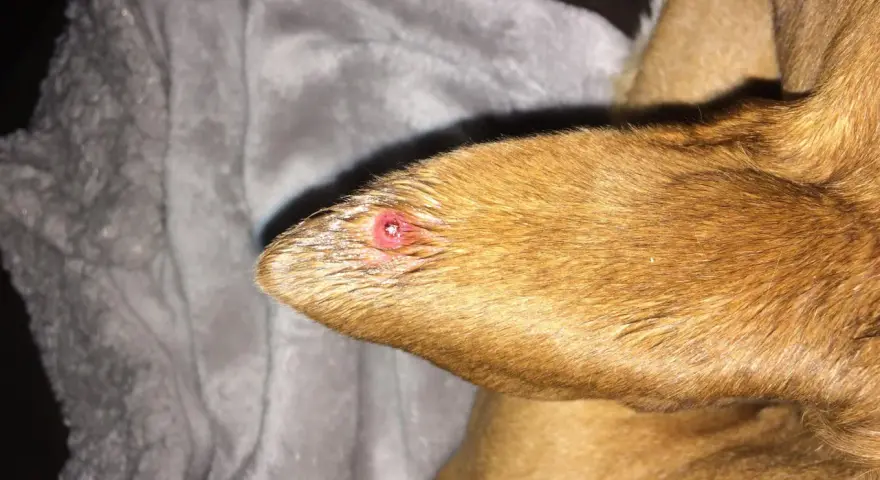 Primer plano de una oreja de perro con granos, mostrando una lesión roja e inflamada.