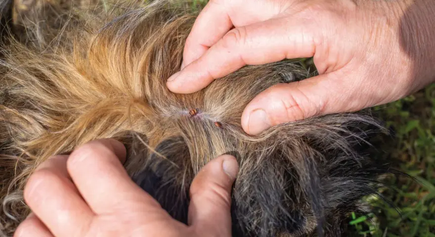 Manos separan el pelaje de un perro para mostrar garrapatas, buscando remedios caseros para pulgas en perros.