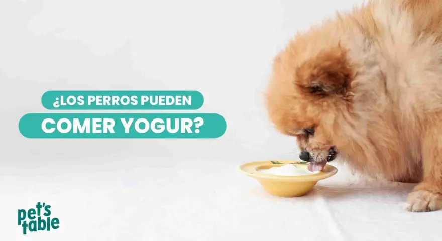 Un perro peludo disfruta de un tazón de yogur. ¿Los perros pueden comer yogur?