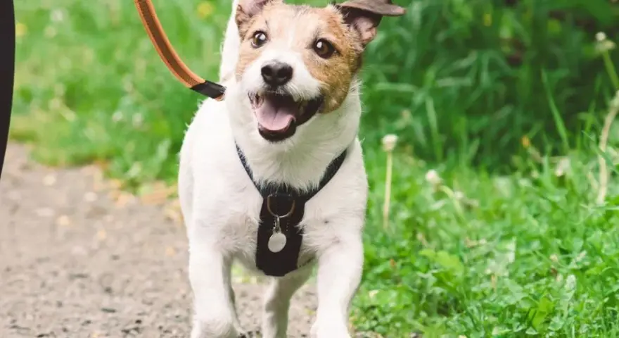 ¡Mi perro se vuelve loco cuando lo saco a pasear! Corre feliz por el sendero, con la lengua fuera y las orejas al viento.