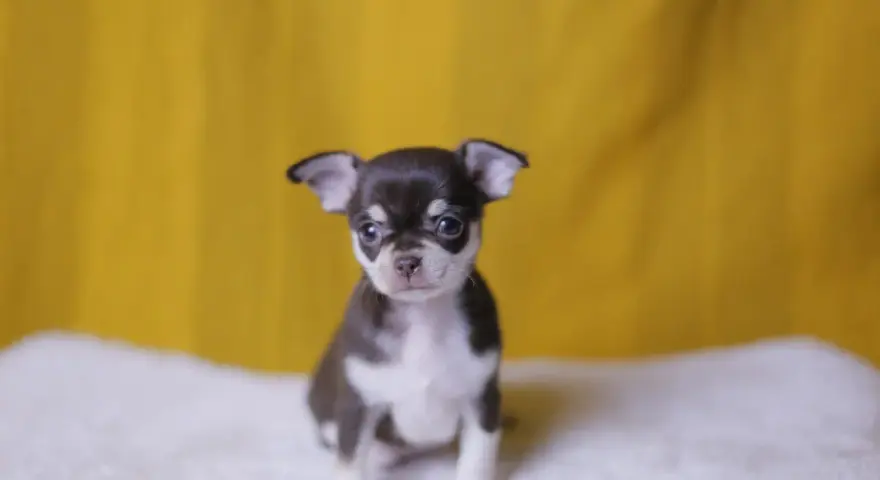 Un adorable cachorro de chihuahua, con su pelaje oscuro y blanco, mira atentamente. Existen varios chihuahua tipos, y este es uno de los más pequeños.